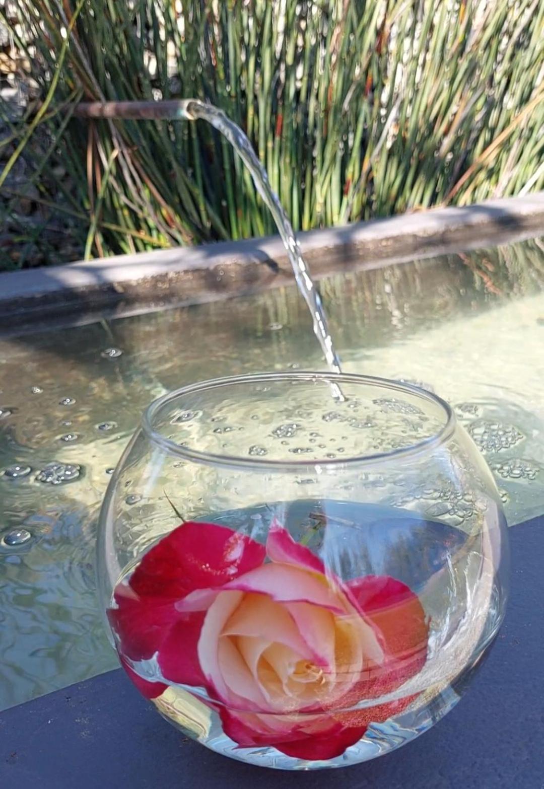 Bella Rosa Bed and Breakfast Potchefstroom Eksteriør billede